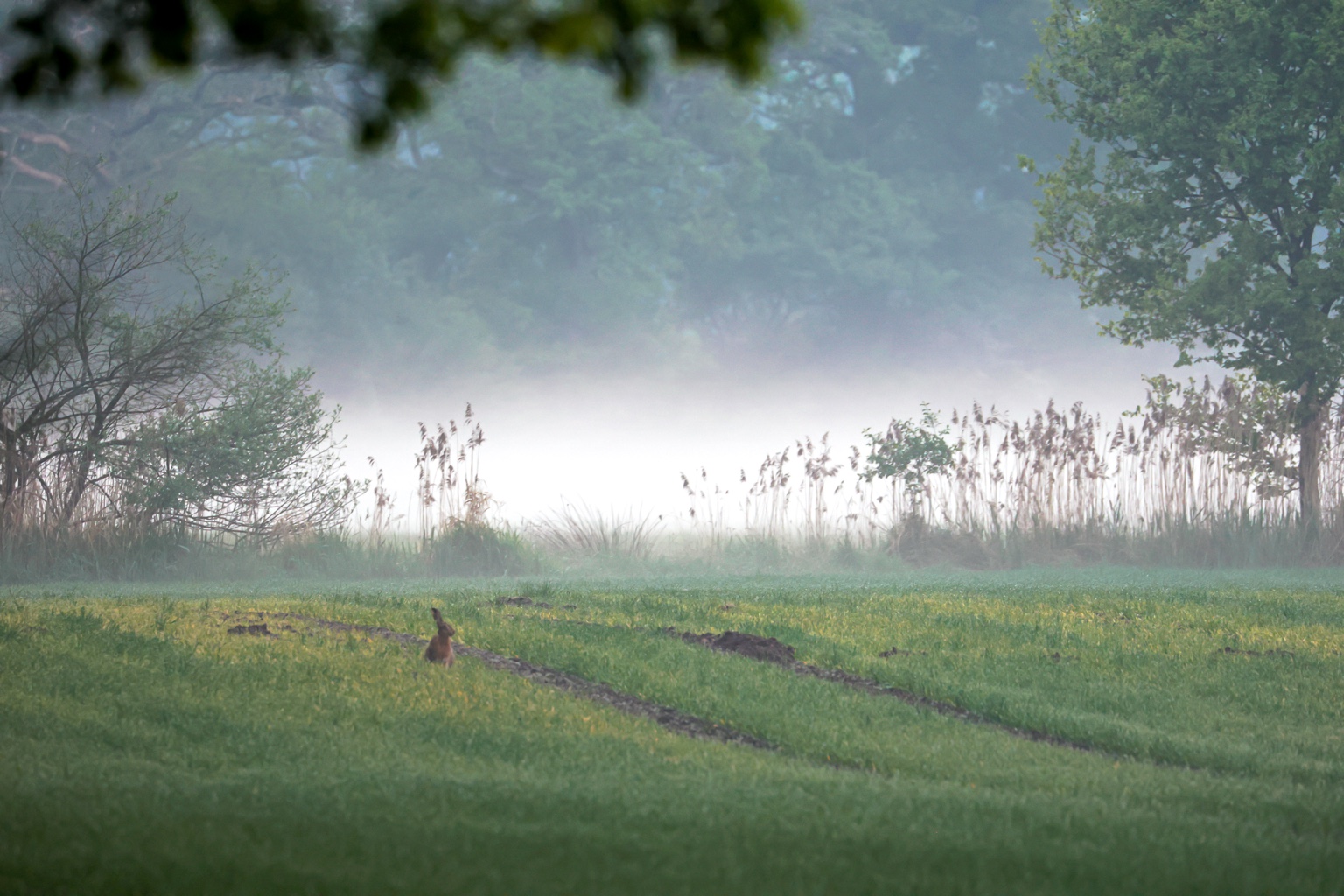 Ein Hase sitzt klein im Vordergrund einer grünen Feldlandschaft. Dahinter liegen ein heller Nebelstreifen, hohe Ufergräser und Bäume; dunkle Blätter rahmen den oberen Bildrand.