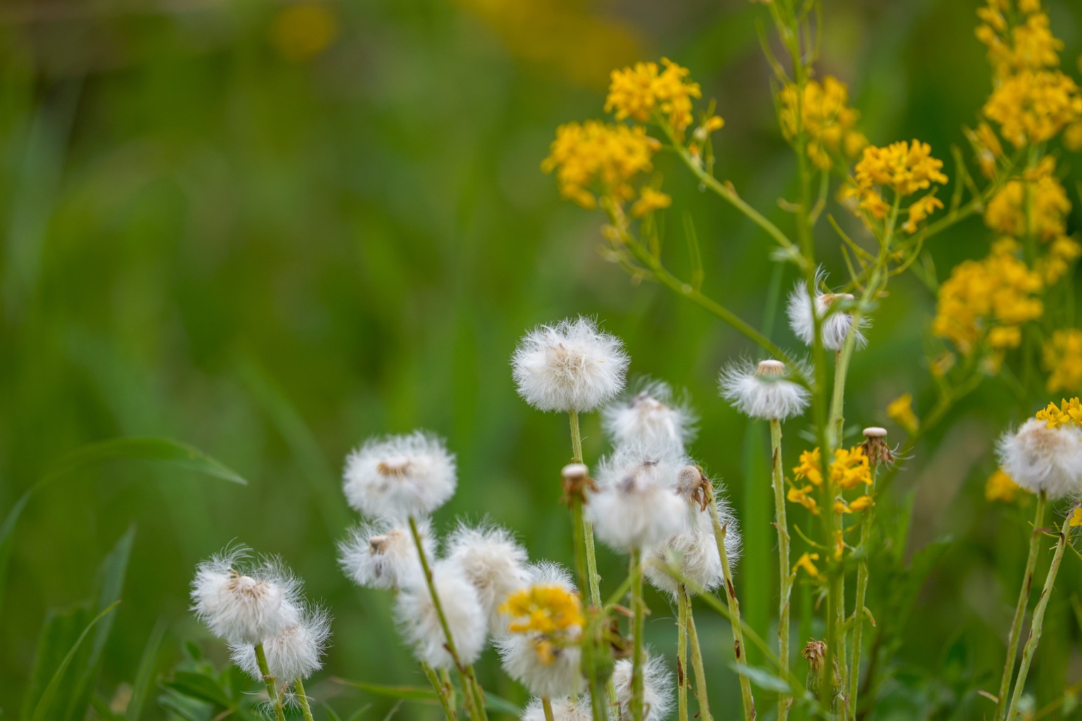 Weiße, flaumige Samenstände stehen zwischen kleinen gelben Blüten vor einem weich verschwommenen grünen Hintergrund.