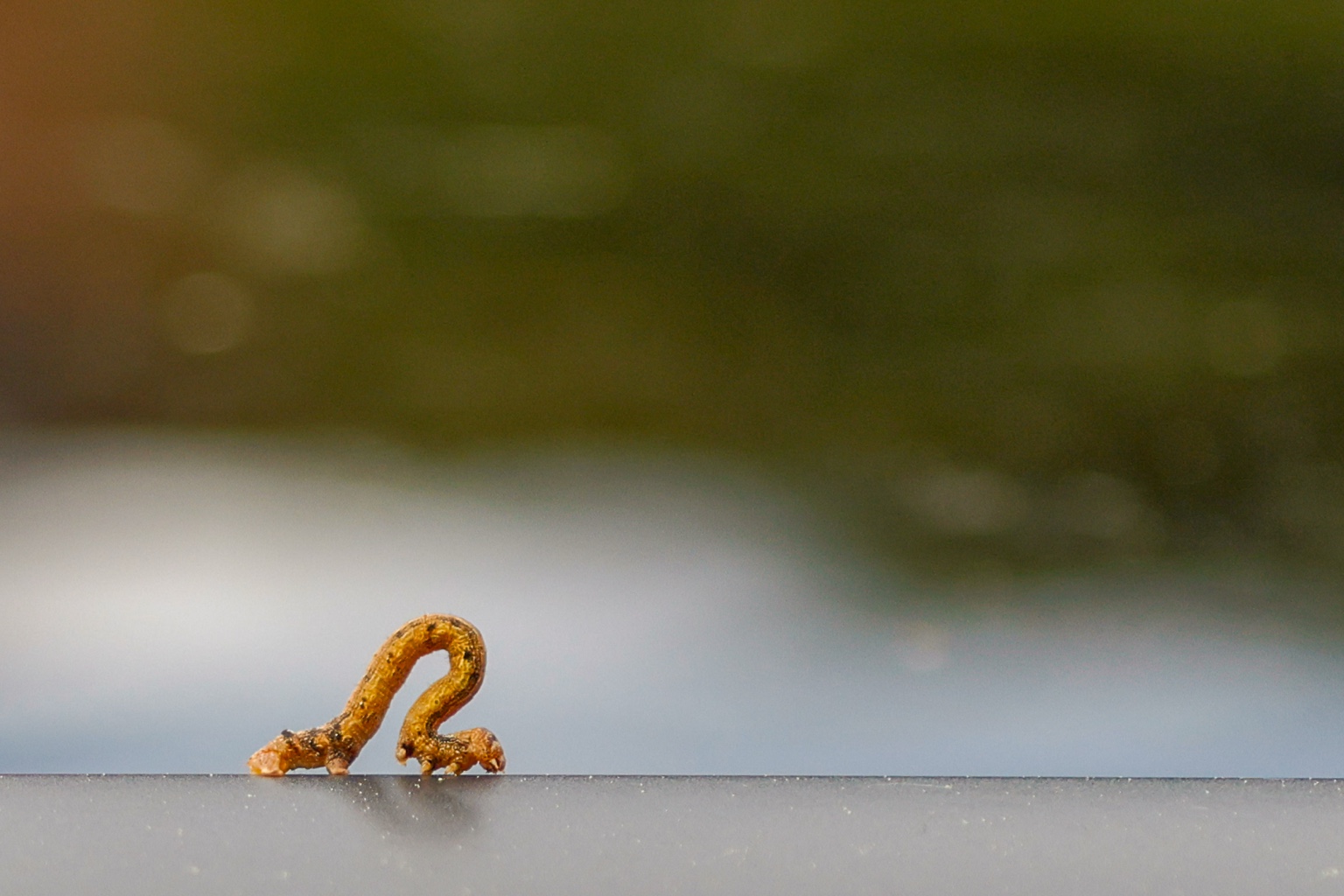 Eine kleine braun-orange Raupe bewegt sich auf einer waagerechten Kante. Ihr Körper ist zu einem hohen Bogen aufgewölbt; der Hintergrund ist weich und grünbraun.