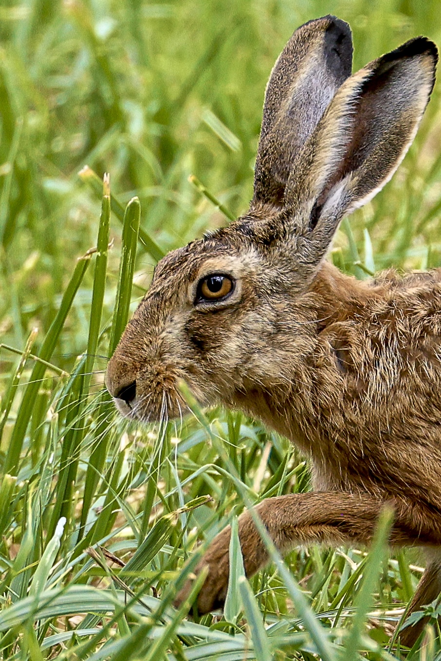 Das seitliche Porträt eines Hasen im grünen Gras zeigt sein Auge, die langen aufgerichteten Ohren und das fein gezeichnete braune Fell.