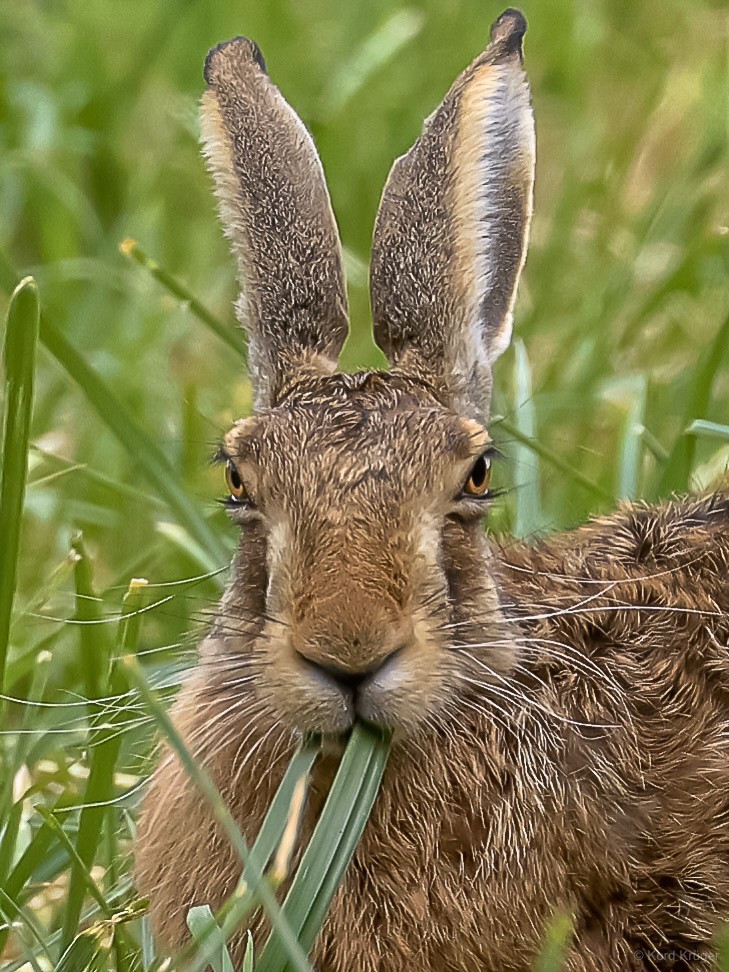 Ein Hase sitzt zwischen grünen Gräsern. Seine langen Ohren stehen aufrecht; mehrere Halme ragen aus seinem Maul. Die Aufnahme zeigt ihn von vorn im Hochformat.