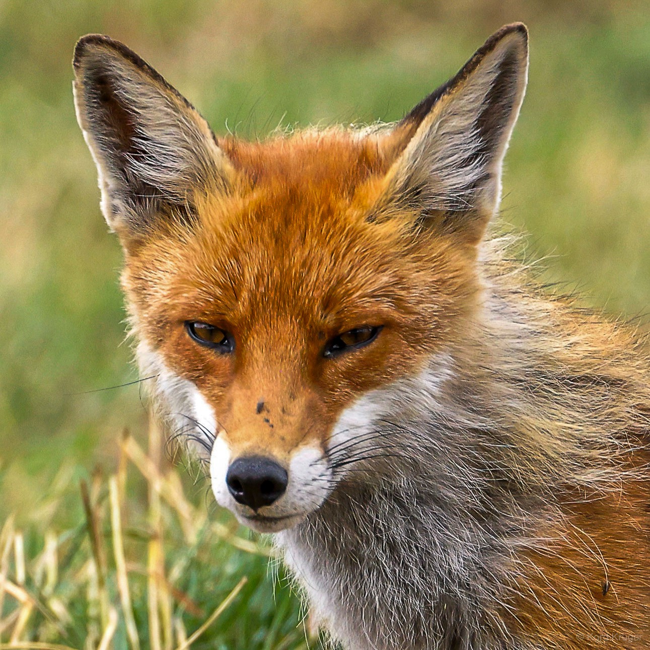 Porträt eines Rotfuchses mit aufgerichteten Ohren und rötlichem Fell vor unscharfem Gras.
