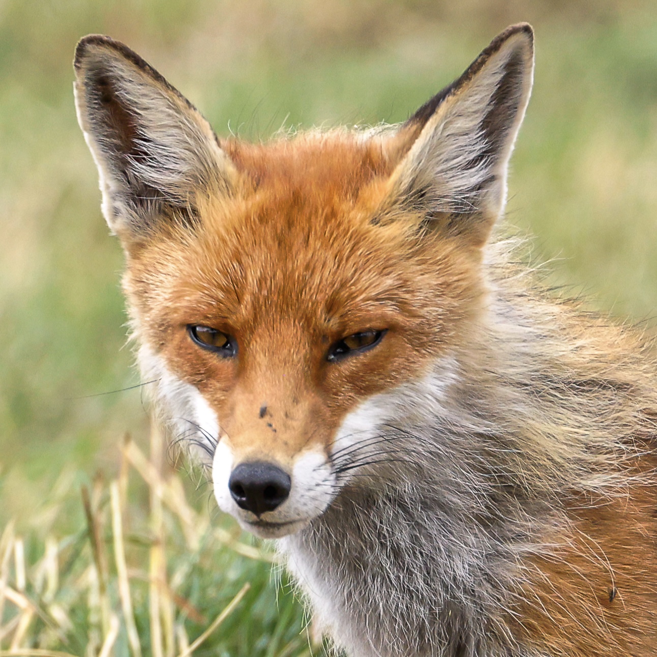 Porträt eines Rotfuchses mit aufgerichteten Ohren und rötlichem Fell vor unscharfem Gras.