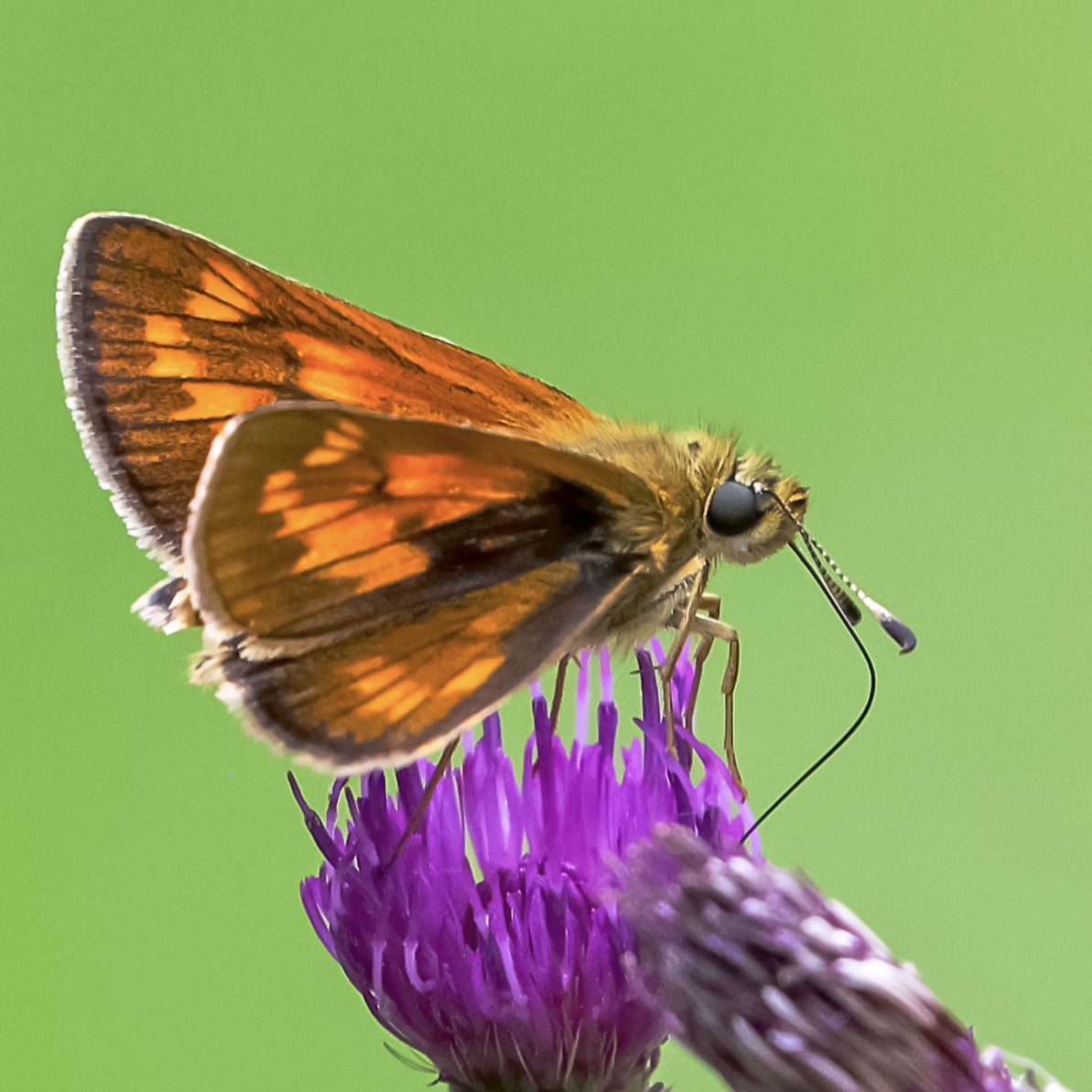 Ein orangebrauner Dickkopffalter sitzt mit geöffneten Flügeln und langem Saugrüssel auf einer violetten Distelblüte.