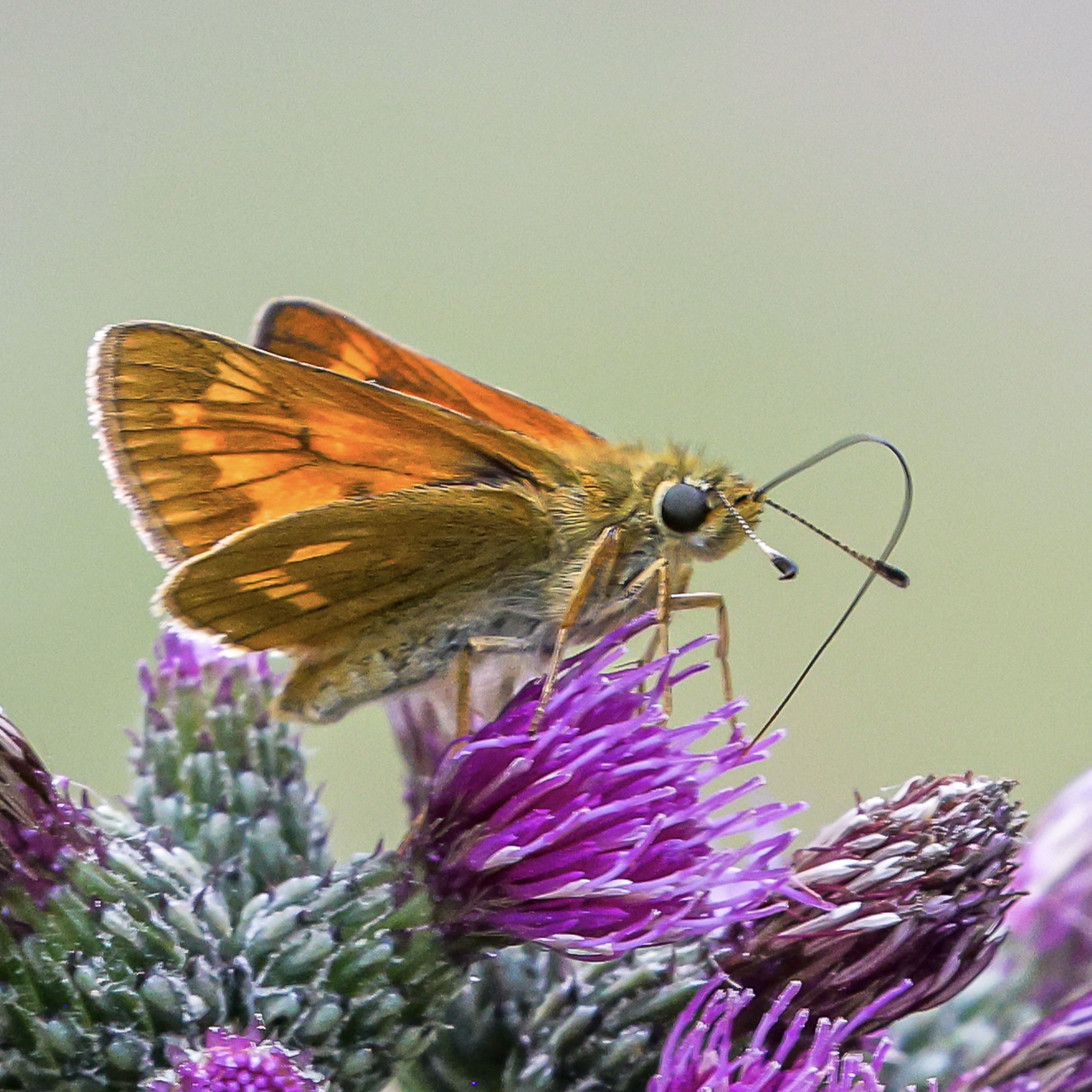 Ein orangebrauner Dickkopffalter streckt seinen Saugrüssel in eine violette Distelblüte; weitere Blüten und Knospen sind zu sehen.