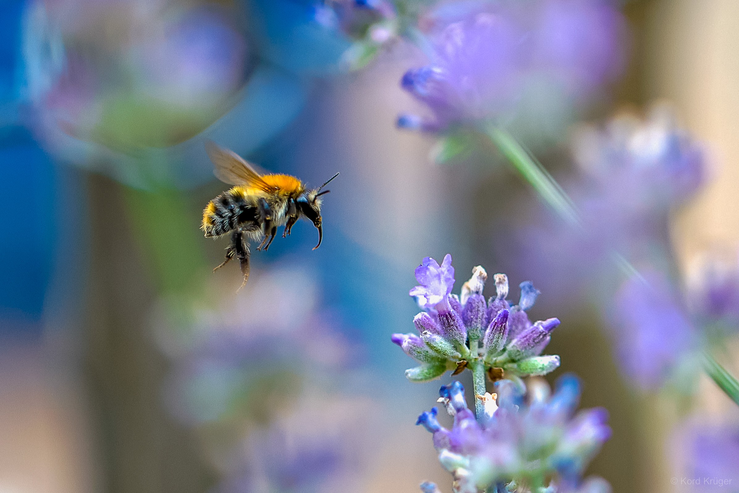 Eine behaarte Hummel fliegt zwischen violetten Blüten vor einem weich verschwommenen blaugrünen Hintergrund.