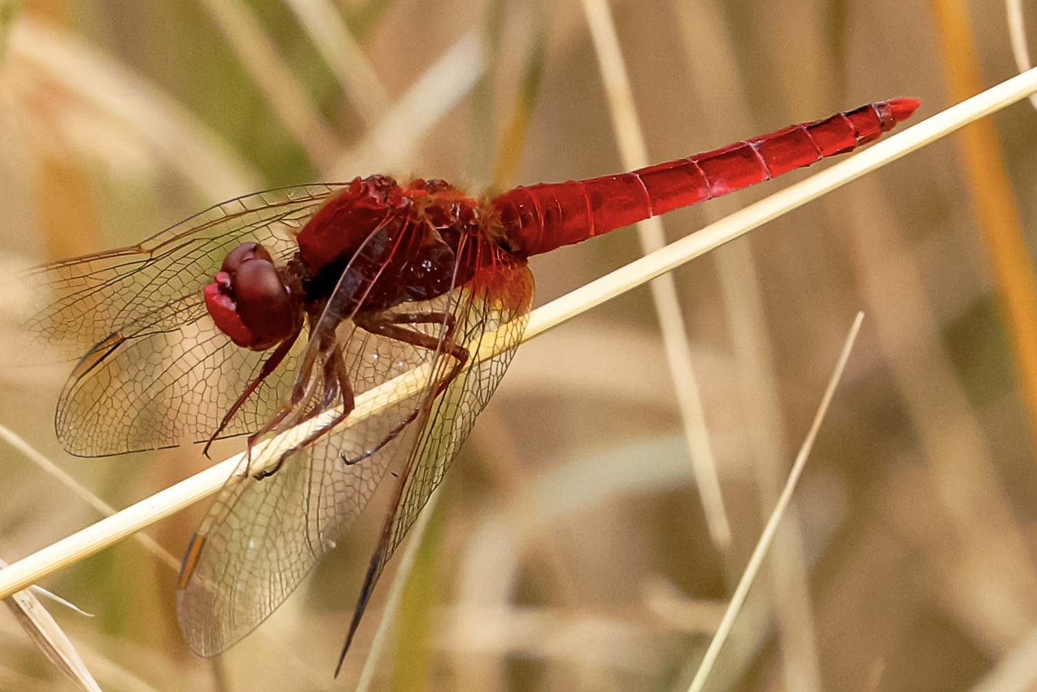 Eine rote Feuerlibelle mit durchsichtigen Flügeln und orangefarbenen Flügelbasen ruht an einem trockenen Grashalm.