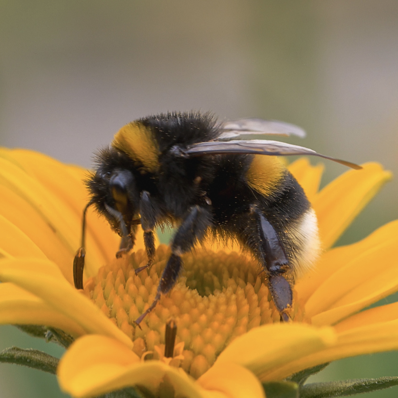 Eine schwarz-gelb behaarte Hummel mit heller Hinterleibsspitze sitzt auf einer gelben Blüte.