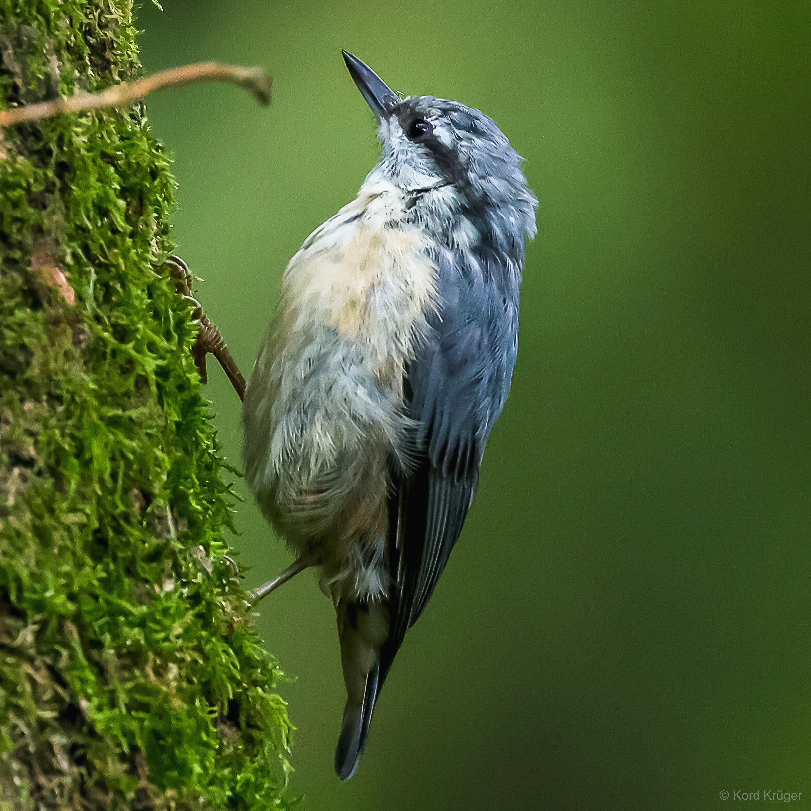 Ein kleiner braun-weiß gemusterter Vogel mit gebogenem Schnabel sitzt senkrecht an einem bemoosten Baumstamm.