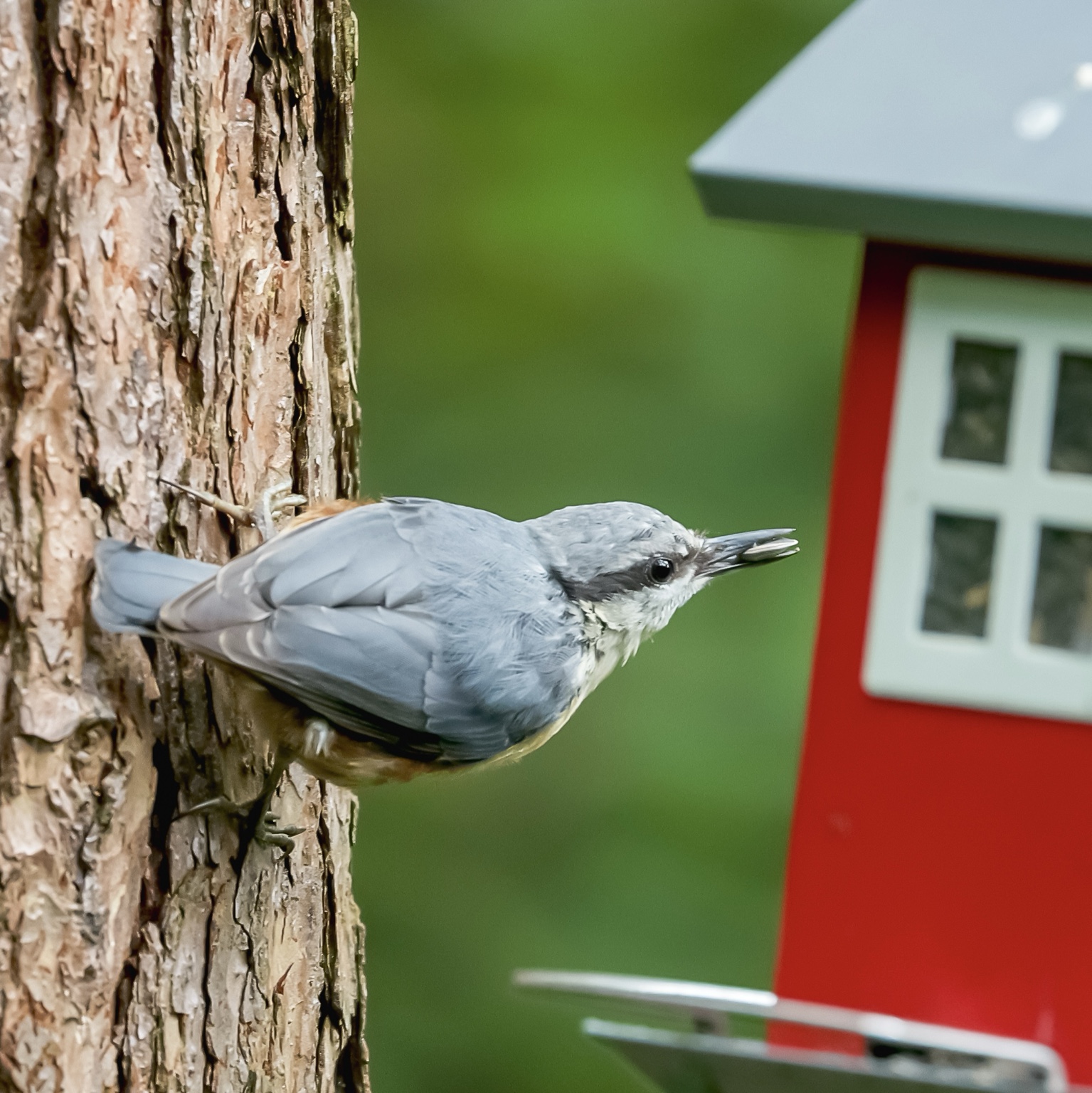Ein Kleiber mit blaugrauem Rücken sitzt seitlich an einem Baumstamm und hält einen Samen im Schnabel. Rechts steht ein rotes Futterhaus.