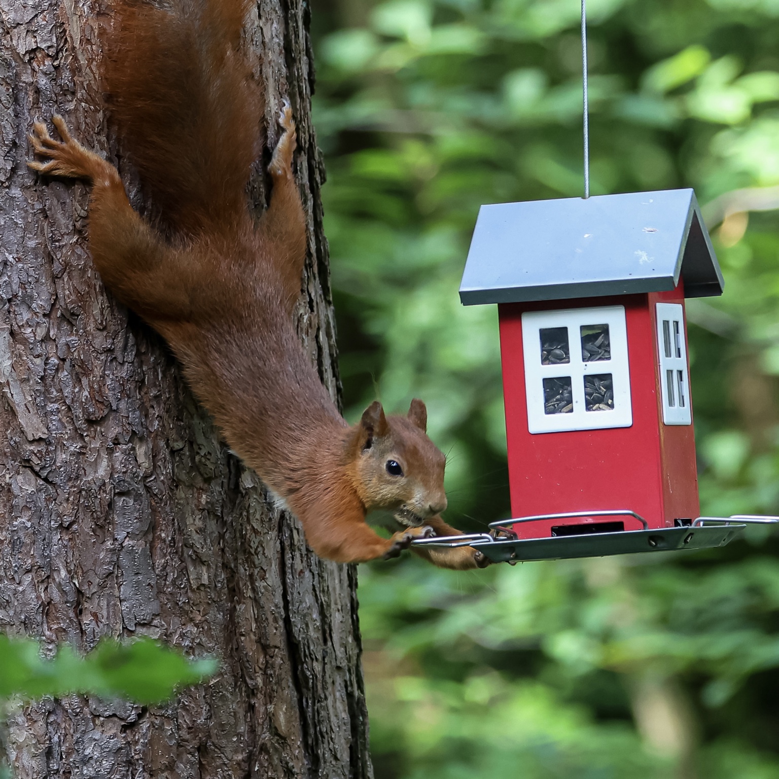 Ein rotbraunes Eichhörnchen klettert kopfüber einen Baumstamm hinab und greift an ein rotes Futterhaus.