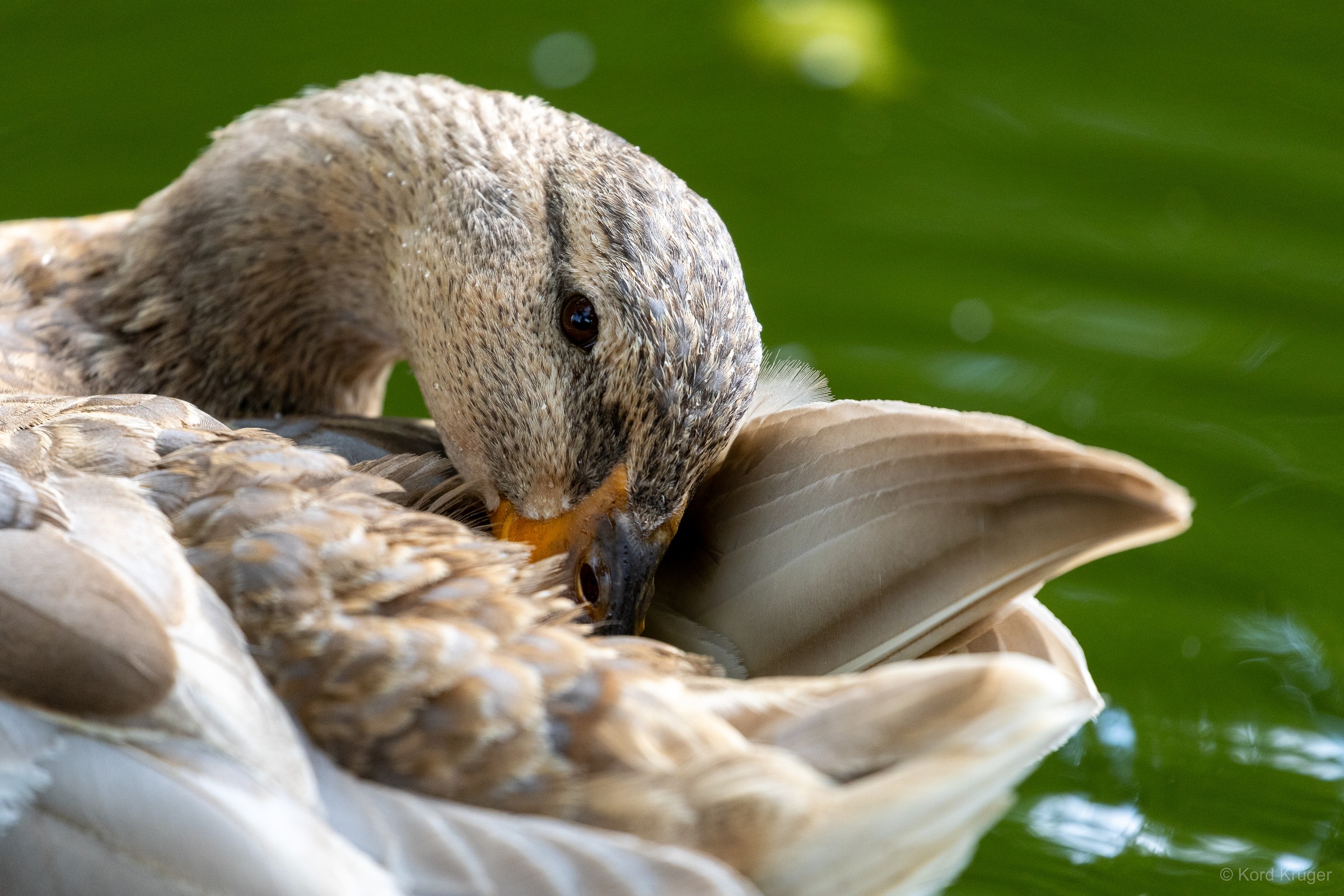 Eine graubraune Ente steckt den Schnabel zwischen ihre hellbraunen Rücken- und Flügelfedern vor grünem Wasser.
