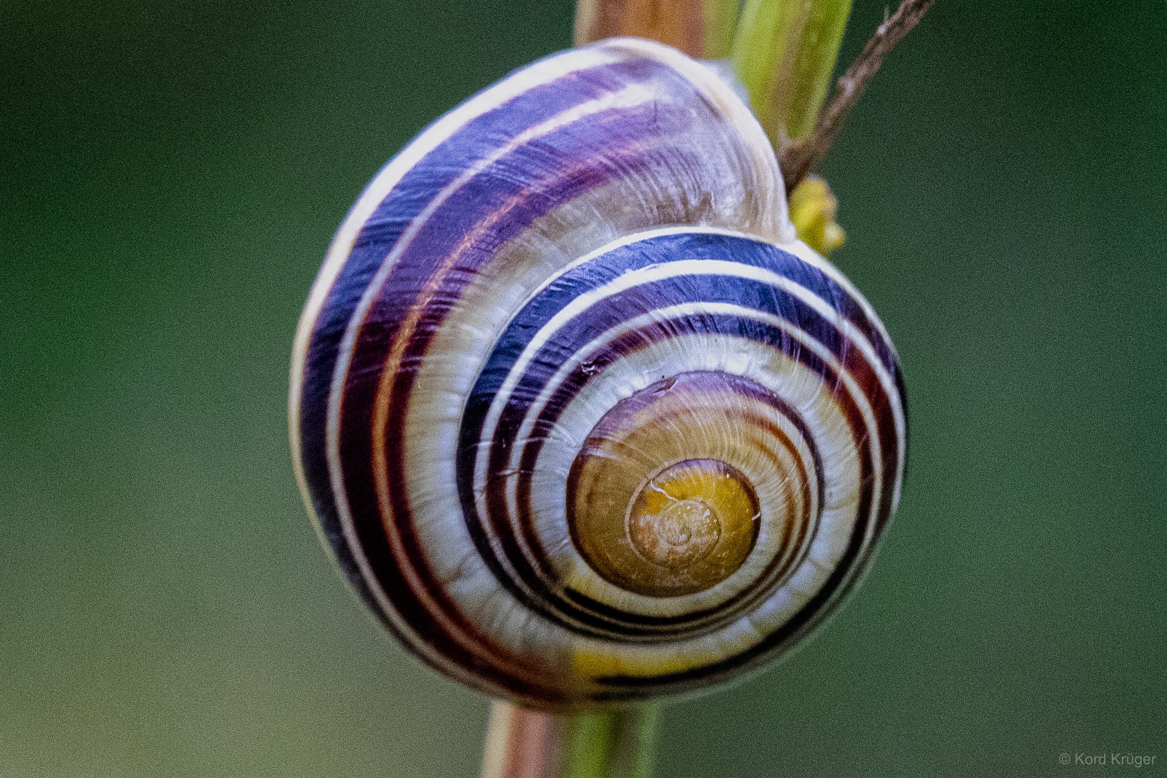 Eine Schnecke mit deutlich gebändertem gelblich-violettem Gehäuse sitzt an einem schrägen grünen Stängel.