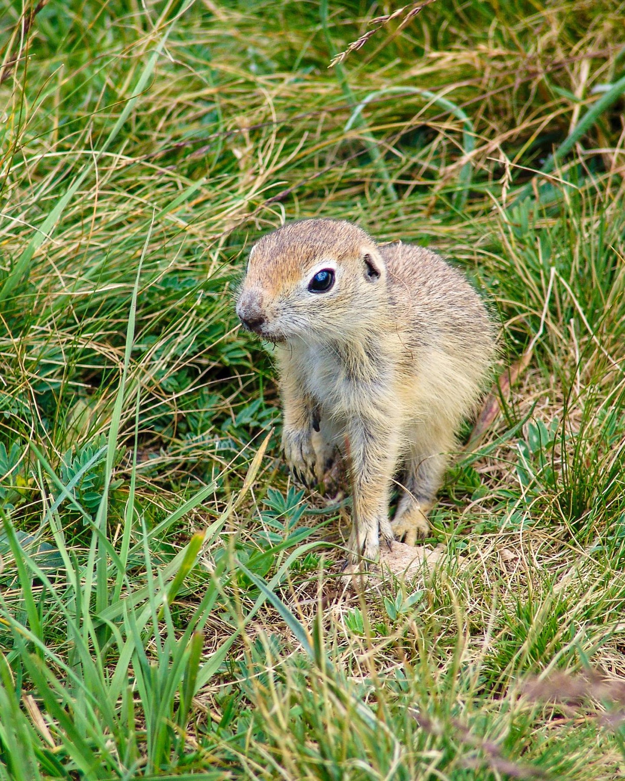 Ein Europäischer Ziesel richtet sich frontal im niedrigen Gras auf; die kleinen Vorderpfoten liegen vor der hellen Brust.