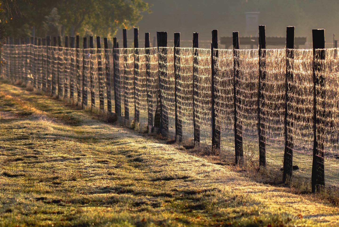 Ein feuchter Drahtzaun zieht sich im warmen Morgenlicht durch eine Wiese; kleine Tropfen glitzern im Gegenlicht, während der Hintergrund im Nebel verschwimmt.