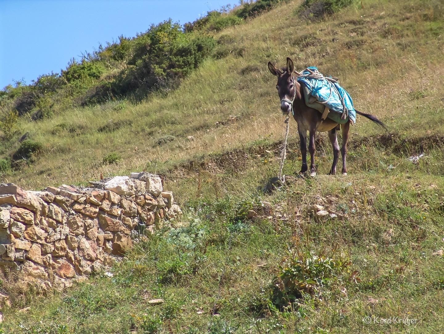 Ein beladenes Tier steht auf einem steinigen Berghang; dahinter öffnet sich eine weite Hochgebirgslandschaft.