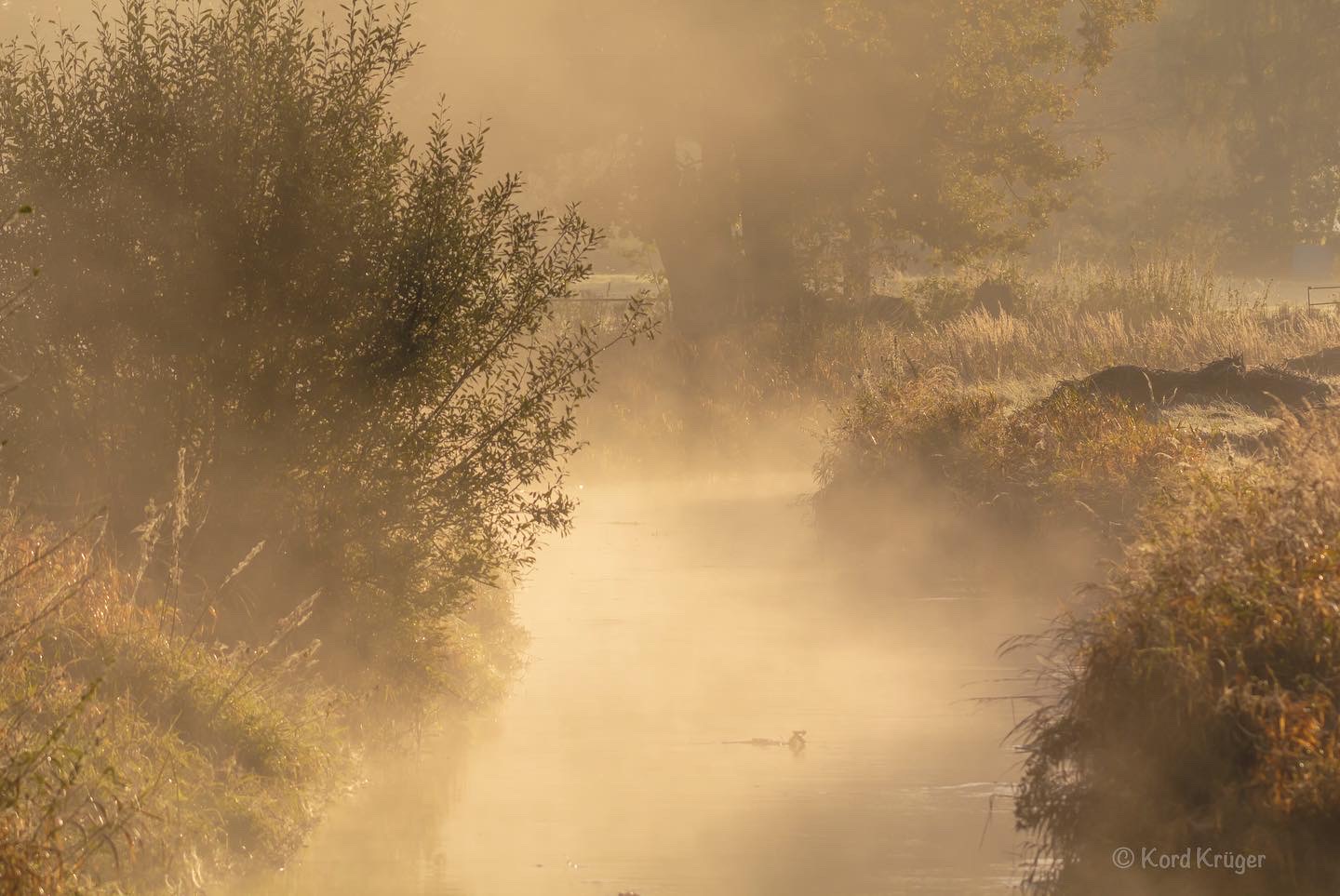 Ein schmaler Wasserlauf führt durch hohe Gräser in eine neblige, goldene Morgenlandschaft; Bäume erscheinen als weiche Silhouetten.