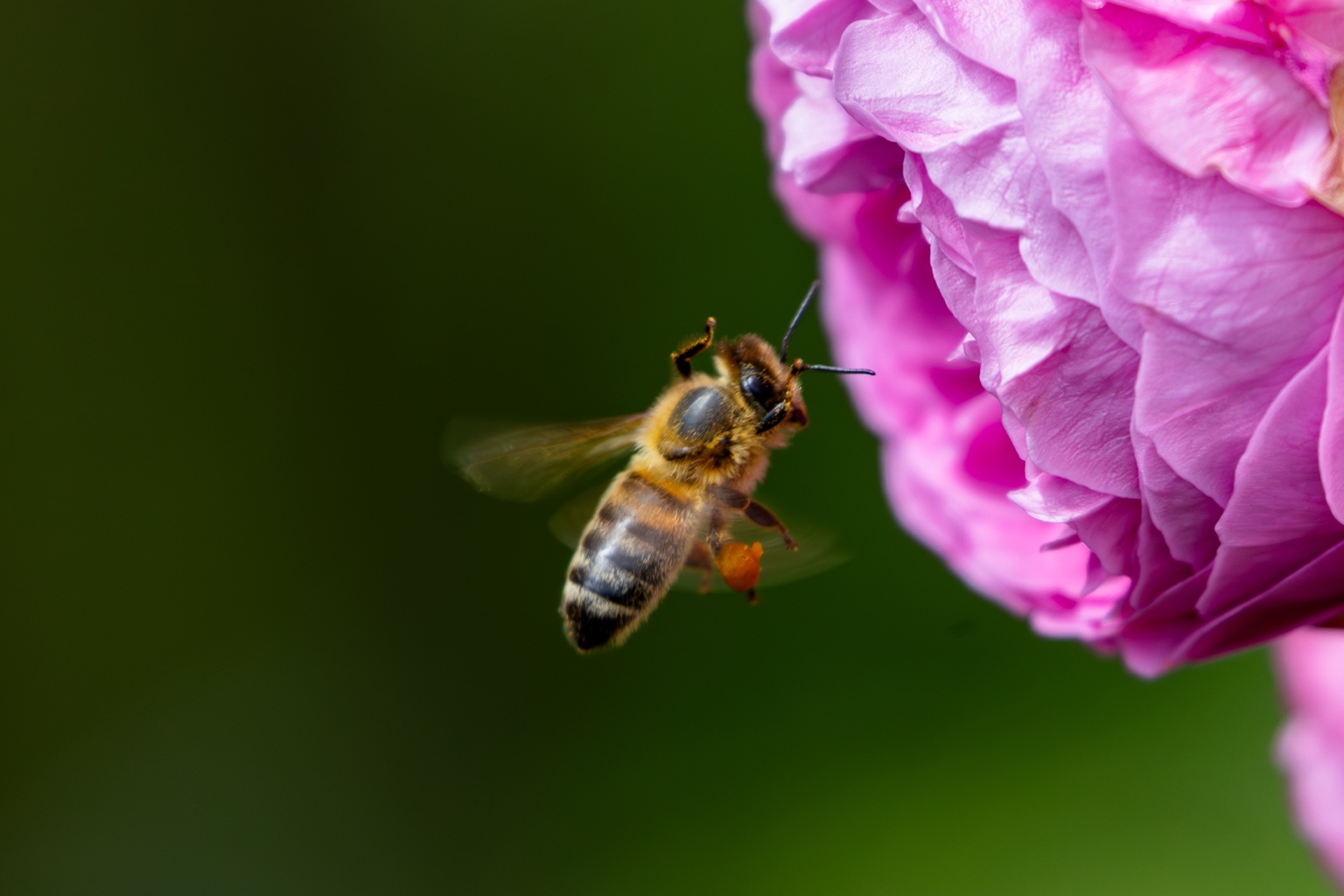 Eine Honigbiene fliegt mit sichtbaren Pollenpaketen auf eine rosafarbene Rosenblüte zu; Flügel und Hintergrund lösen sich weich in Bewegung und Grün auf.