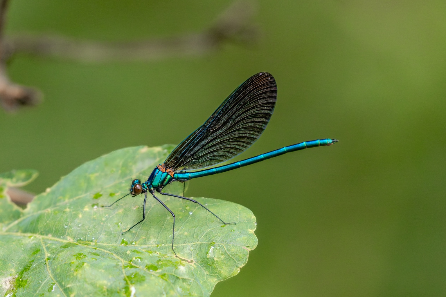 Ein metallisch blaugrünes Männchen der Blauflügel-Prachtlibelle ruht seitlich auf einem grünen Blatt; die dunklen Flügel liegen geschlossen über dem Körper.