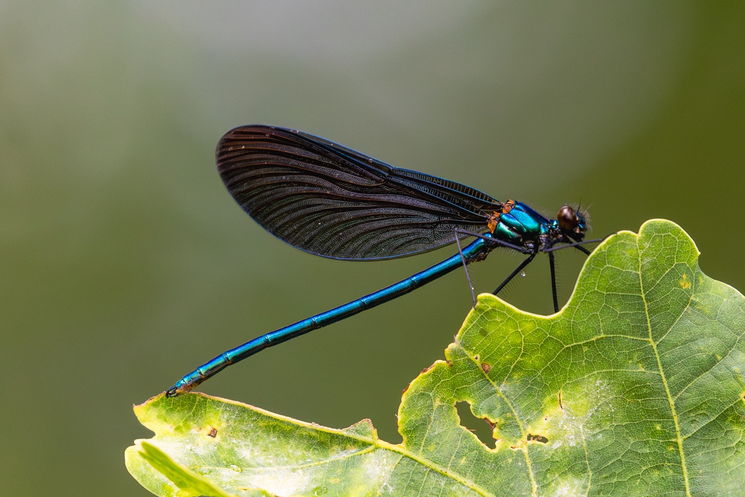 Eine dunkelblau schimmernde Blauflügel-Prachtlibelle ruht auf einem Blatt vor einem ruhigen grünen Hintergrund.