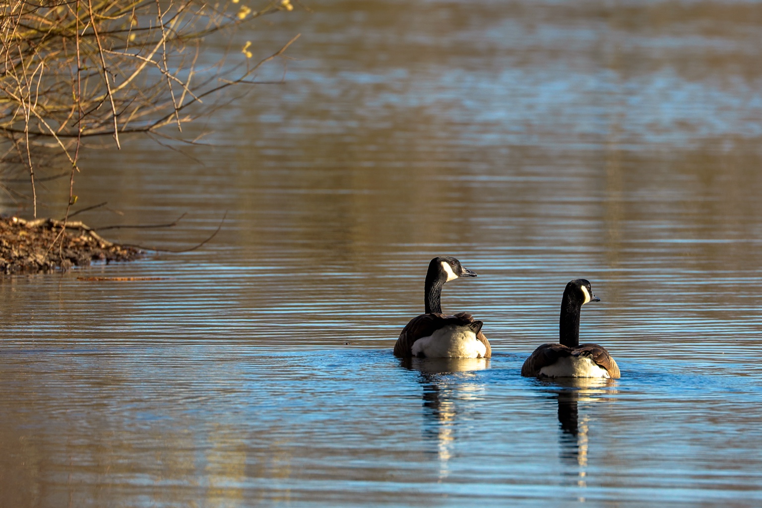 Zwei Gänse mit dunklen Hälsen und hellen Wangenflecken schwimmen auf einem ruhig gewellten Gewässer. Links ragen Zweige über das Ufer; das Wasser spiegelt blaue und braune Farbtöne.